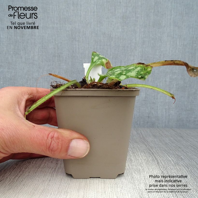 Example of Lungenkraut Shrimps on the Barbie - Pulmonaria Kleine Töpfe von 8/9 cm as you get in automne