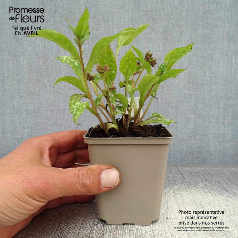 Exemplar von Lungenkraut Shrimps on the Barbie - Pulmonaria Kleine Töpfe von 8/9 cm wie im Frühjahr geliefert