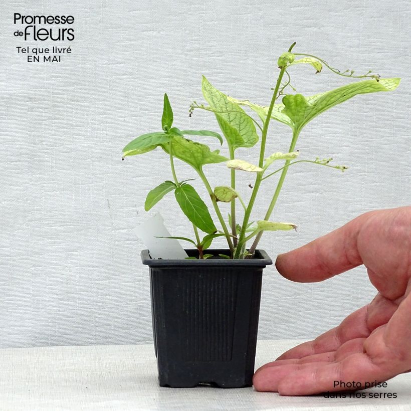 Exemplar von Lungenkraut Silver Bouquet - Pulmonaria Kleine Töpfe von 8/9 cm wie im Frühjahr geliefert