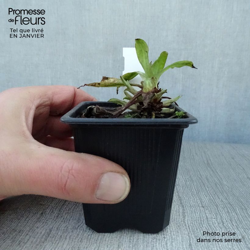 Exemplar von Lungenkraut Silver Bouquet - Pulmonaria Kleine Töpfe von 8/9 cm wie im Winter geliefert