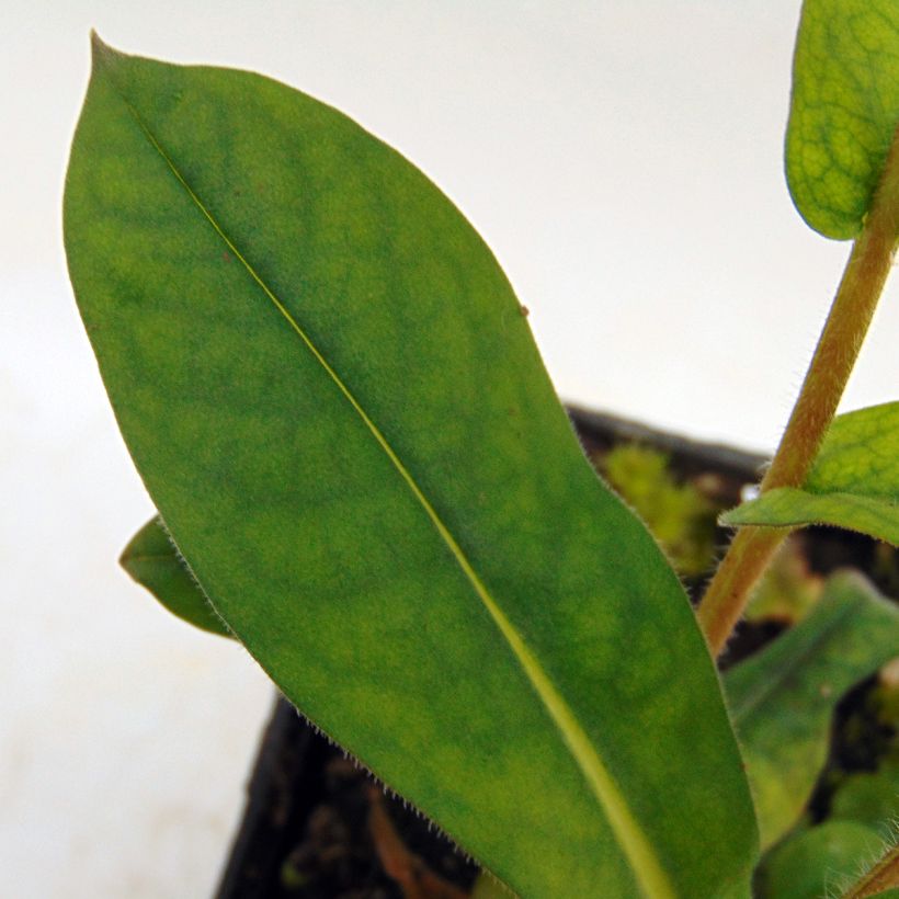 Lungenkraut Blue Ensign - Pulmonaria (Foliage)