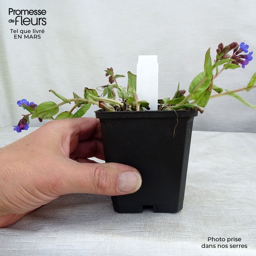 Exemplar von Lungenkraut Blue Ensign - Pulmonaria Kleine Töpfe von 8/9 cm wie im Winter geliefert