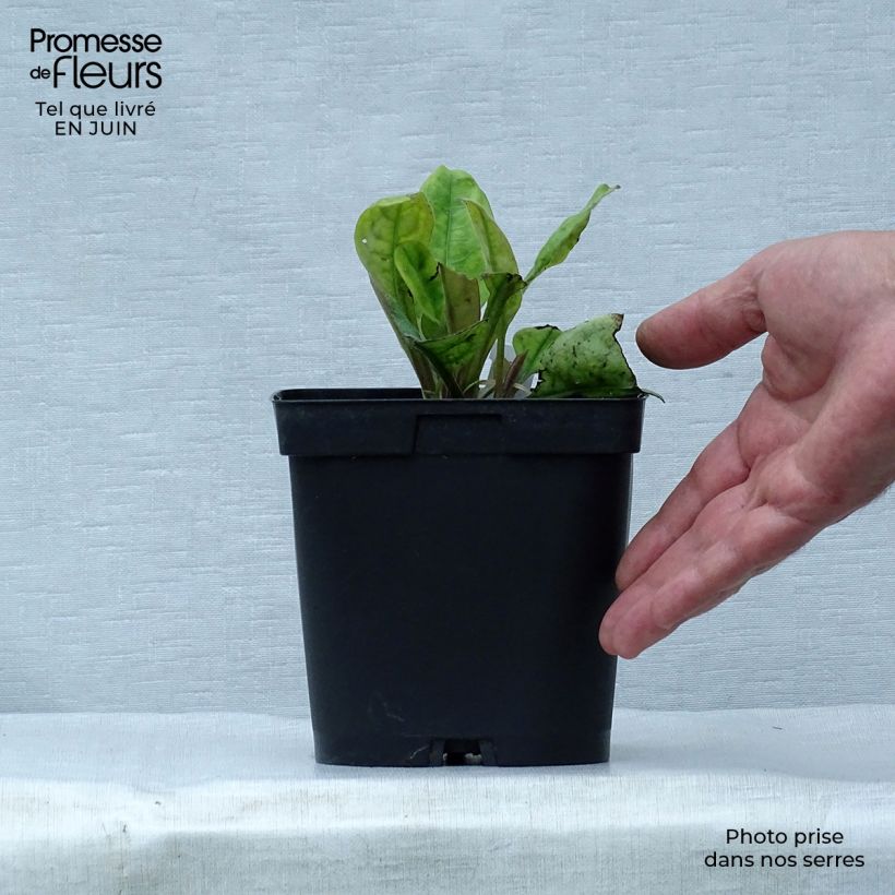 Example of Lungenkraut Blue Ensign - Pulmonaria Topf mit 2L/3L as you get in ete
