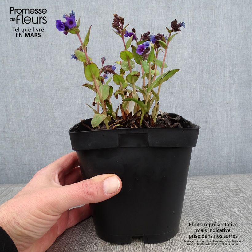 Exemplar von Lungenkraut Blue Ensign - Pulmonaria Topf mit 2L/3L wie im Winter geliefert