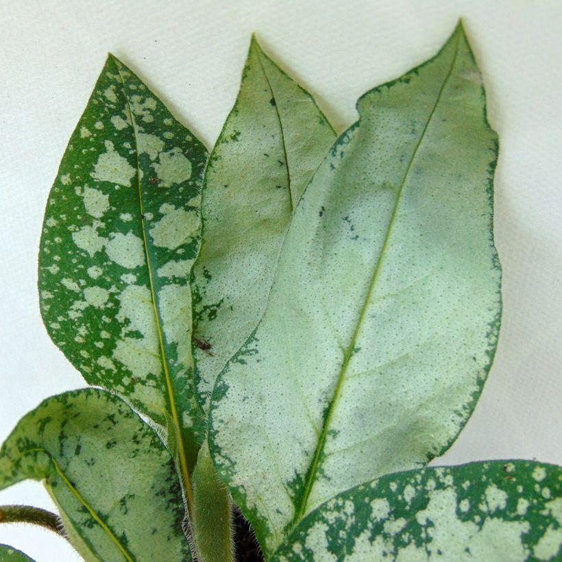 Lungenkraut Majesté - Pulmonaria (Foliage)