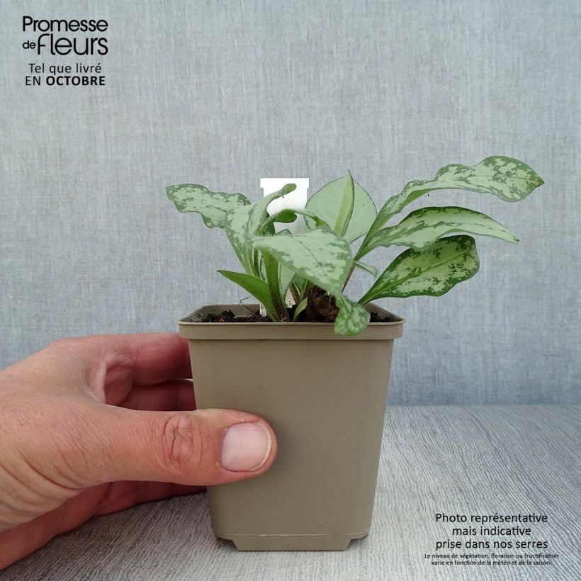 Example of Lungenkraut Majesté - Pulmonaria Kleine Töpfe von 8/9 cm as you get in automne