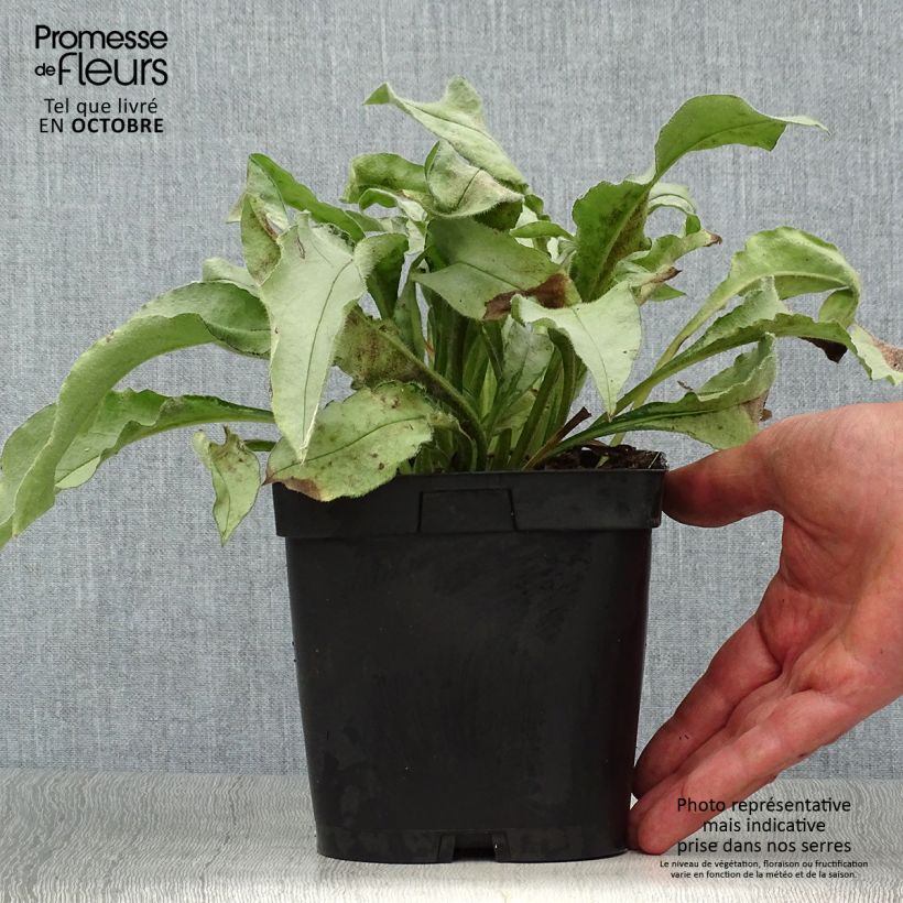 Example of Lungenkraut Majesté - Pulmonaria Topf mit 2L/3L as you get in automne