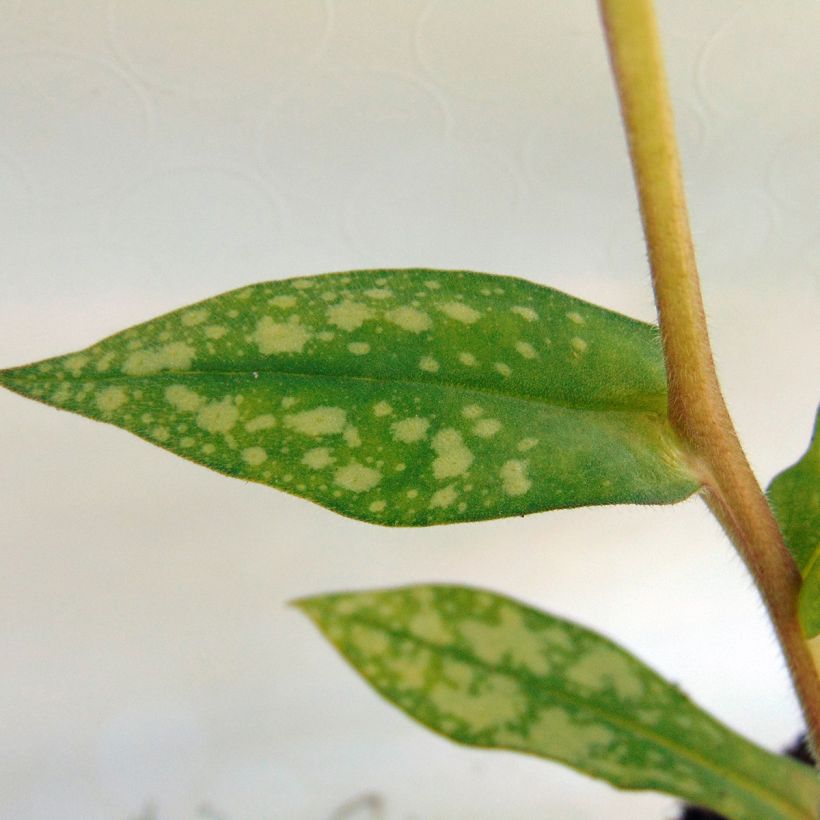 Lungenkraut Margery Fish - Pulmonaria (Foliage)