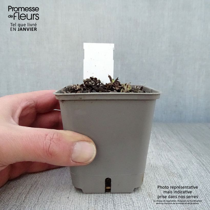 Exemplar von Lungenkraut Opal - Pulmonaria Kleine Töpfe von 8/9 cm wie im Winter geliefert