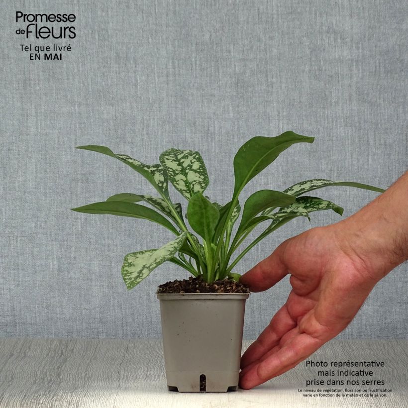 Exemplar von Lungenkraut Opal - Pulmonaria Kleine Töpfe von 8/9 cm wie im Frühjahr geliefert