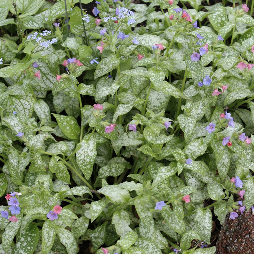 Lungenkraut Raspberry Splash - Pulmonaria (Foliage)
