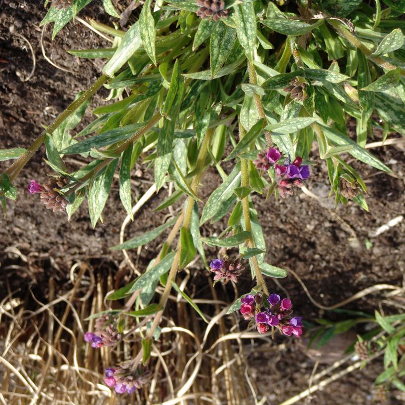 Lungenkraut Raspberry Splash - Pulmonaria (Plant habit)