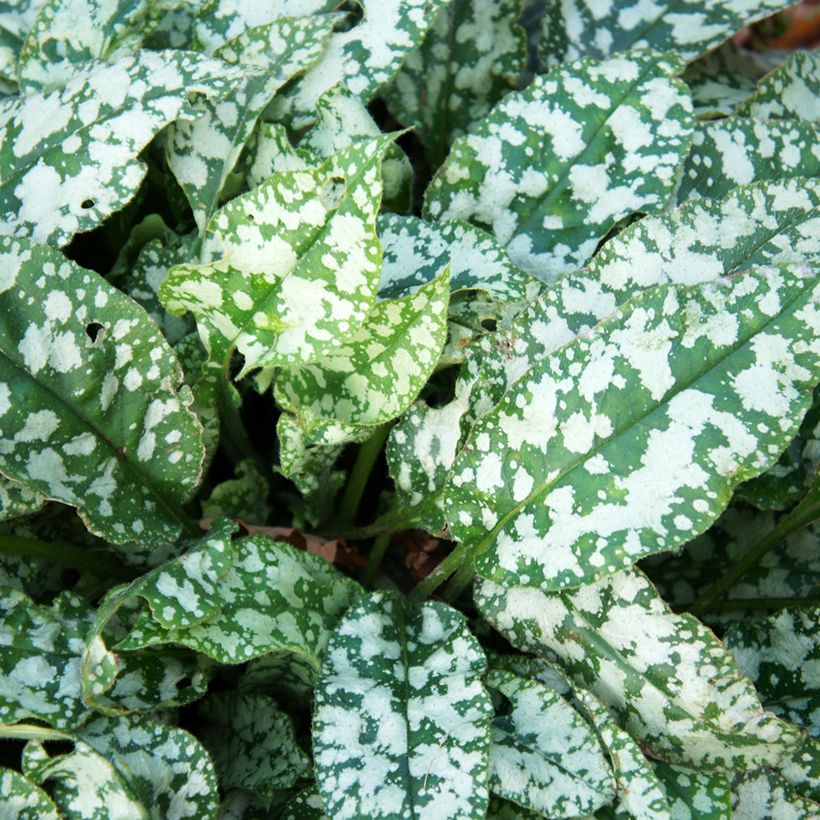 Lungenkraut Twinkle Toes - Pulmonaria (Foliage)