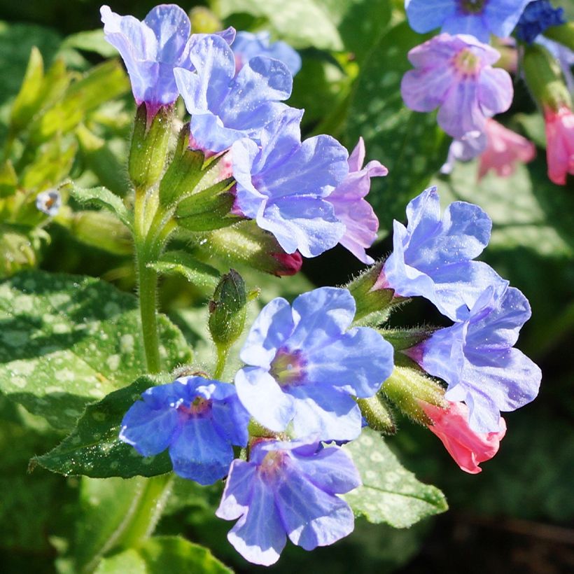 Lungenkraut Twinkle Toes - Pulmonaria (Flowering)