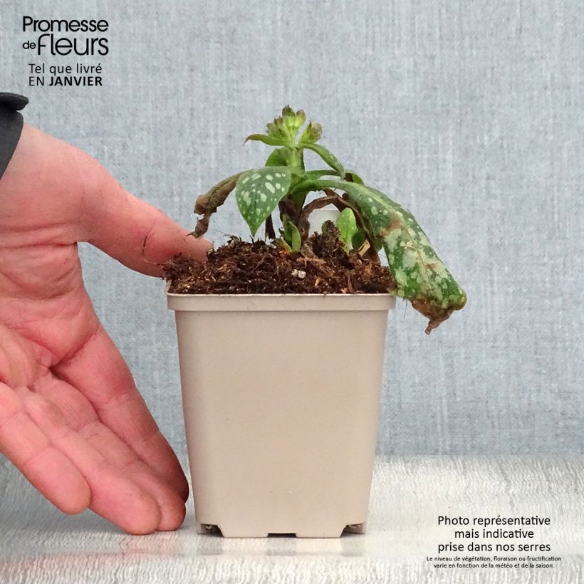 Exemplar von Lungenkraut Victorian Brooch - Pulmonaria Kleine Töpfe von 8/9 cm wie im Winter geliefert