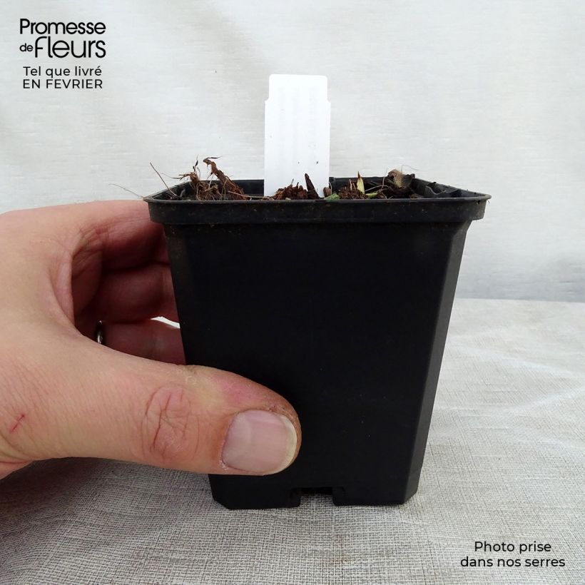 Exemplar von Langblättrige Lungenkraut - Pulmonaria longifolia subsp. cevennensis Kleine Töpfe von 8/9 cm wie im Winter geliefert