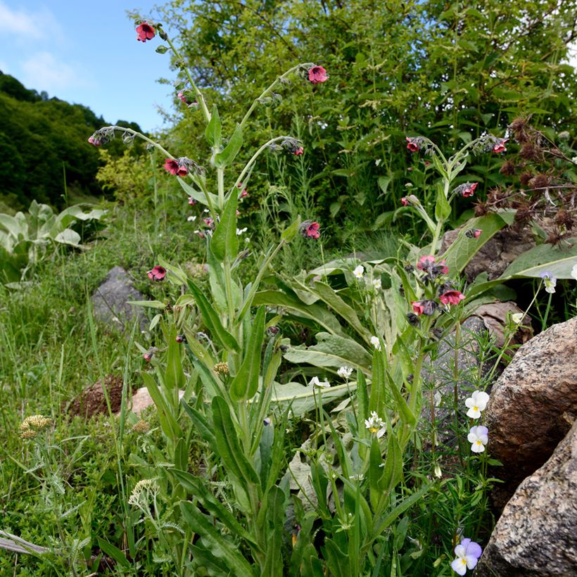 Rotes Lungenkraut - Pulmonaria rubra (Plant habit)