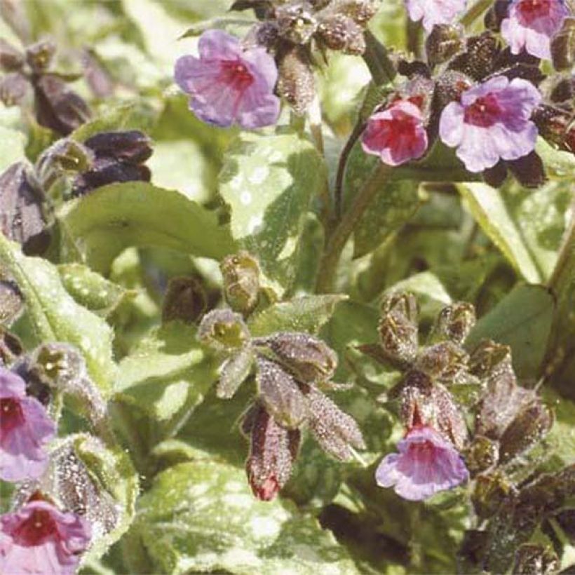 Lungenkraut Apple Frost - Pulmonaria (Flowering)