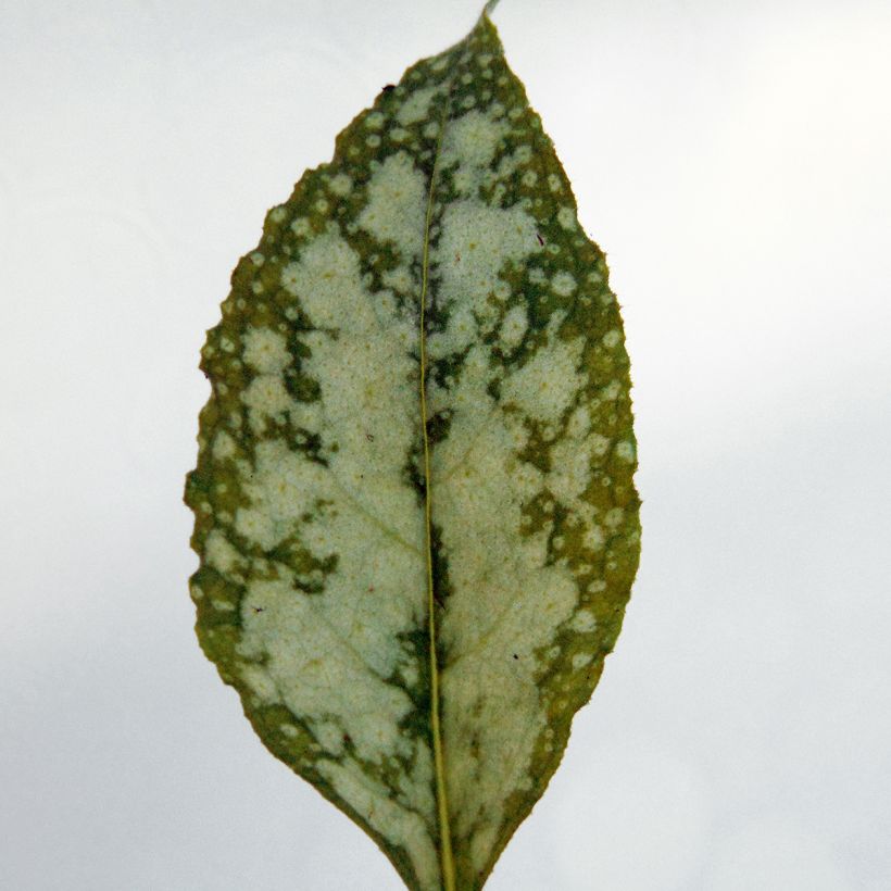 Lungenkraut Apple Frost - Pulmonaria (Foliage)