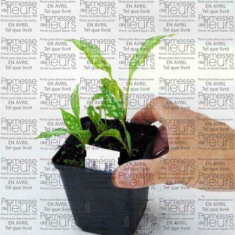 Example of Lungenkraut Apple Frost - Pulmonaria Kleine Töpfe von 8/9 cm as you get