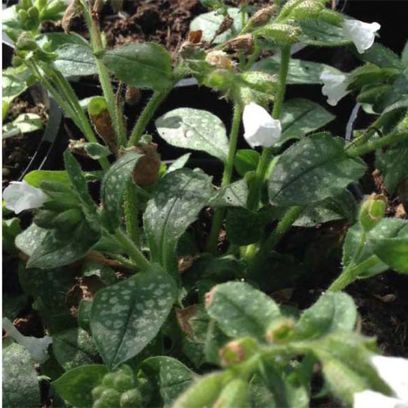 Lungenkraut Ice Ballet - Pulmonaria (Foliage)