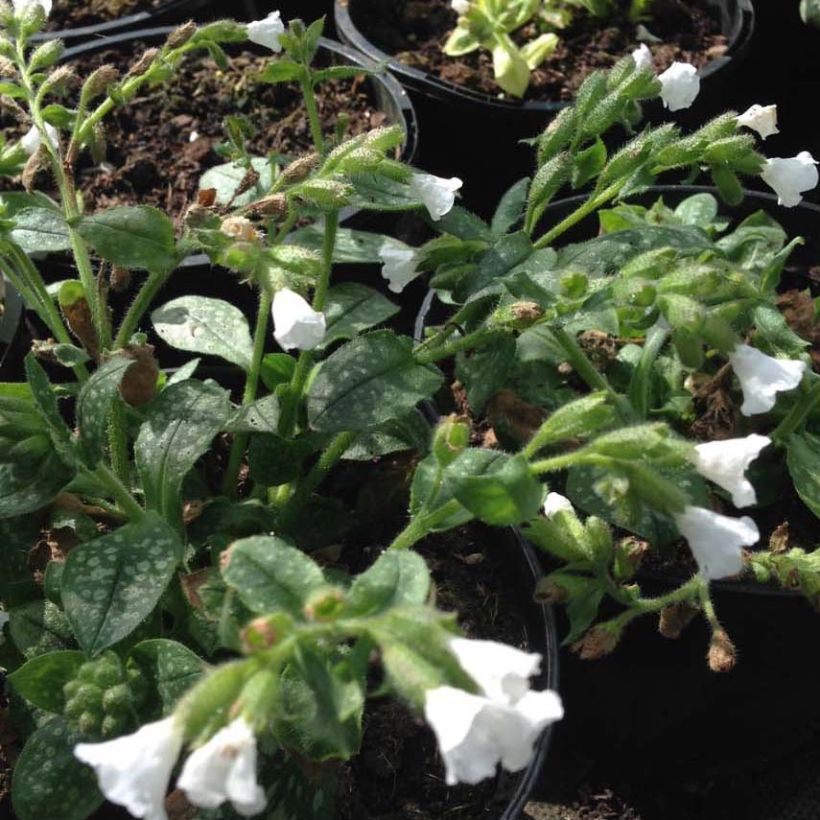 Lungenkraut Ice Ballet - Pulmonaria (Flowering)