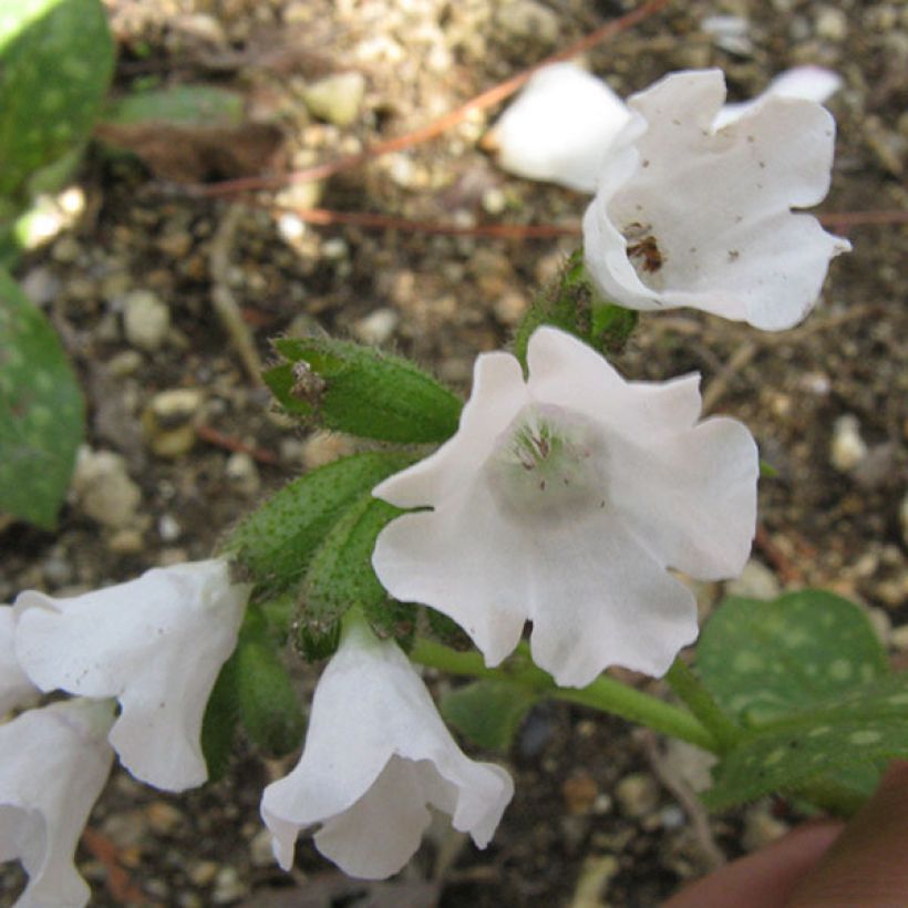 Lungenkraut Sissinghurst White - Pulmonaria (Flowering)