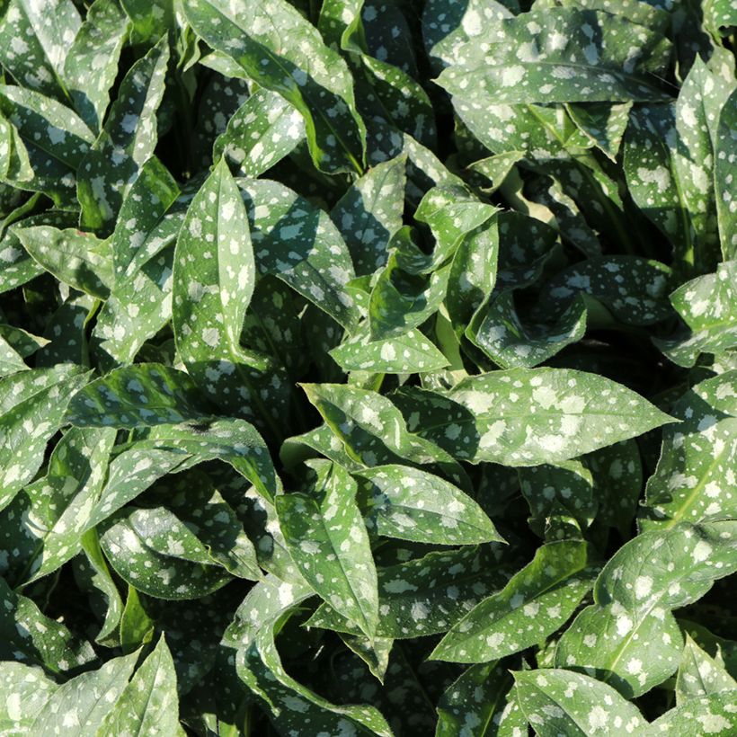 Lungenkraut Trevi Fountain - Pulmonaria (Foliage)