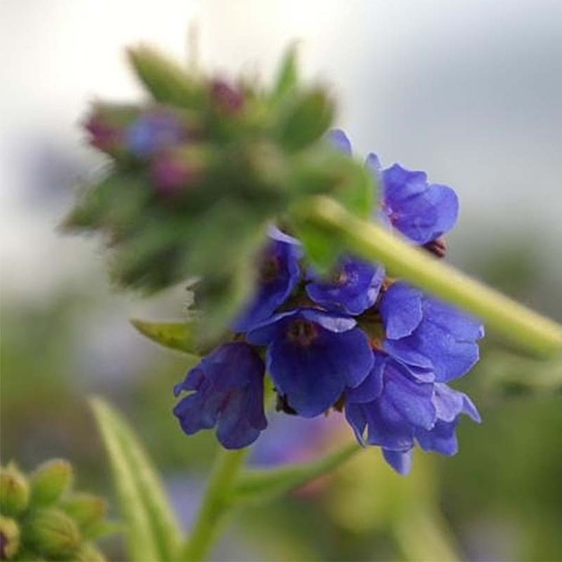 Langblättriges Lungenkraut E.B Anderson - Pulmonaria (Flowering)