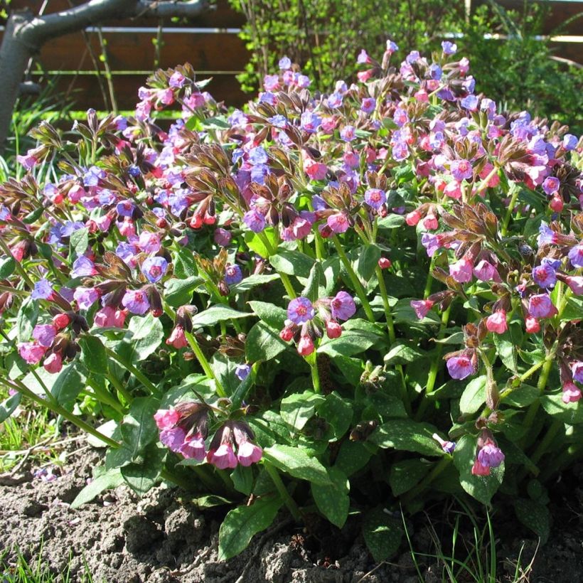 Echtes Lungenkraut - Pulmonaria officinalis (Plant habit)