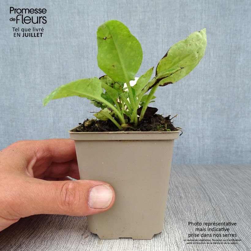 Exemplar von Echtes Lungenkraut - Pulmonaria officinalis Kleine Töpfe von 8/9 cm wie im Sommer geliefert