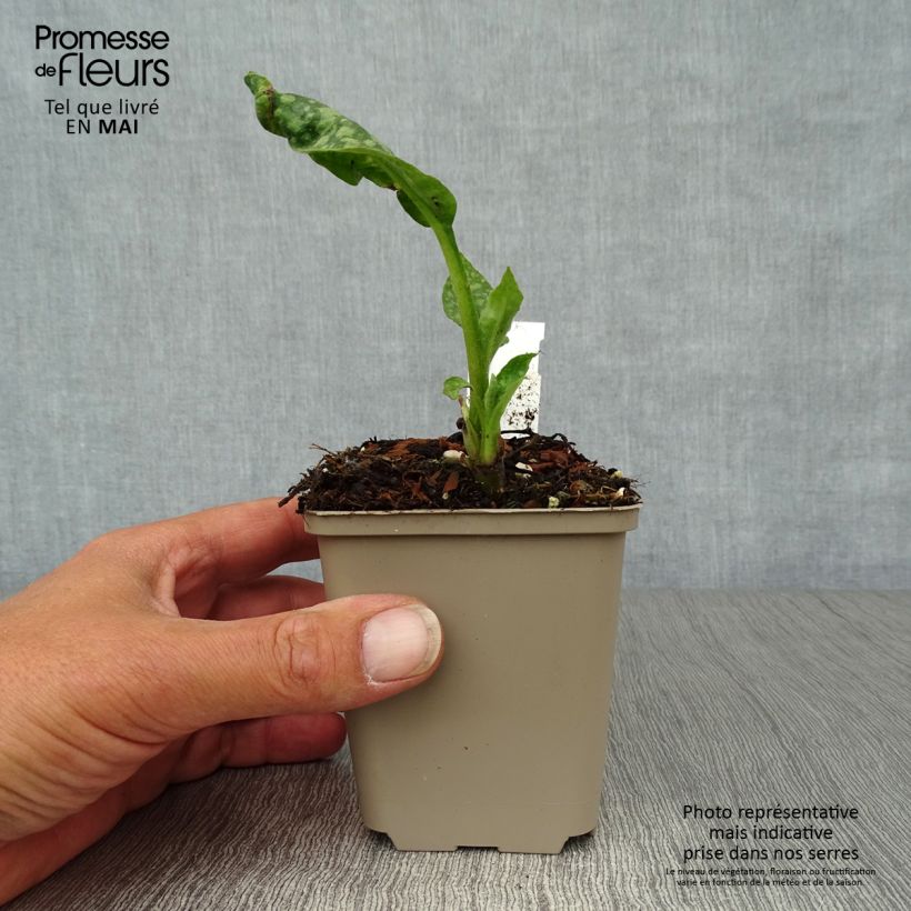 Exemplar von Echtes Lungenkraut - Pulmonaria officinalis Kleine Töpfe von 8/9 cm wie im Frühjahr geliefert