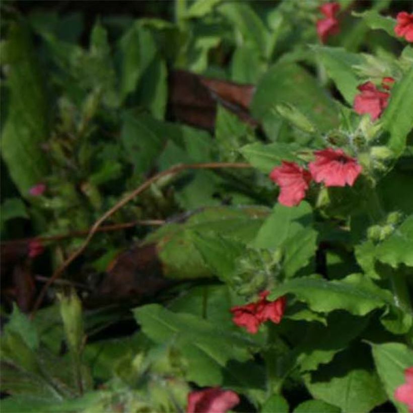 Rotes Lungenkraut - Pulmonaria rubra (Foliage)