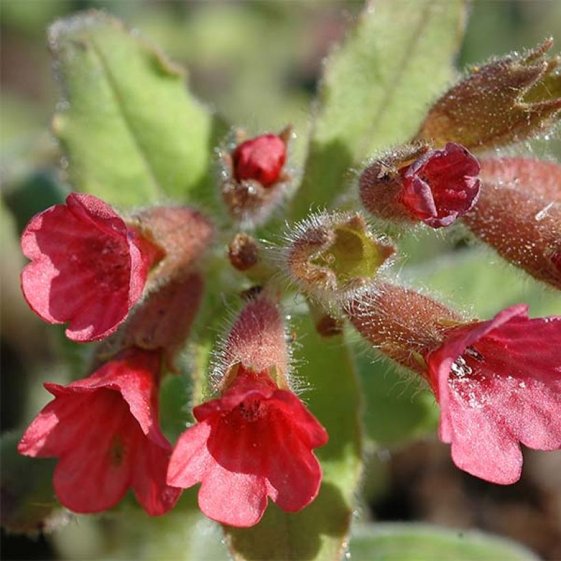 Rotes Lungenkraut - Pulmonaria rubra (Flowering)