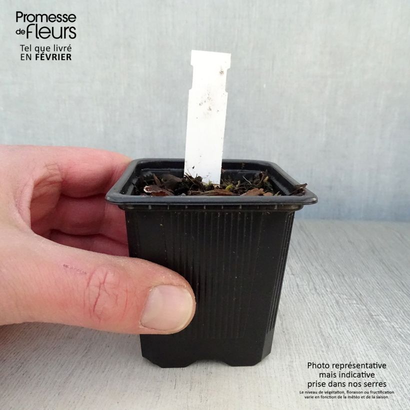 Exemplar von Lungenkraut Mrs Moon - Pulmonaria Kleine Töpfe von 8/9 cm wie im Winter geliefert