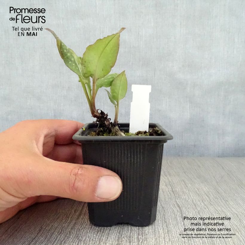 Exemplar von Lungenkraut Mrs Moon - Pulmonaria Kleine Töpfe von 8/9 cm wie im Frühjahr geliefert