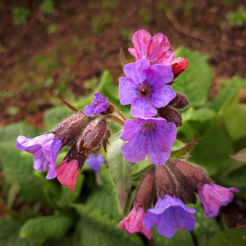 Lungenkraut Mrs Moon - Pulmonaria (Flowering)