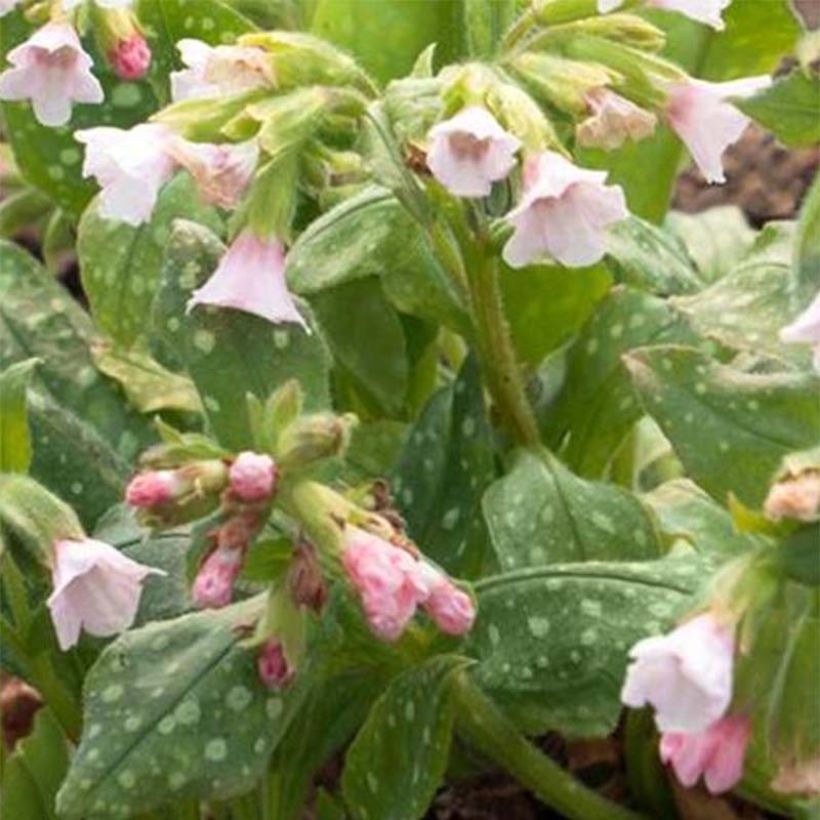 Lungenkraut Pierre's Pure Pink - Pulmonaria (Flowering)