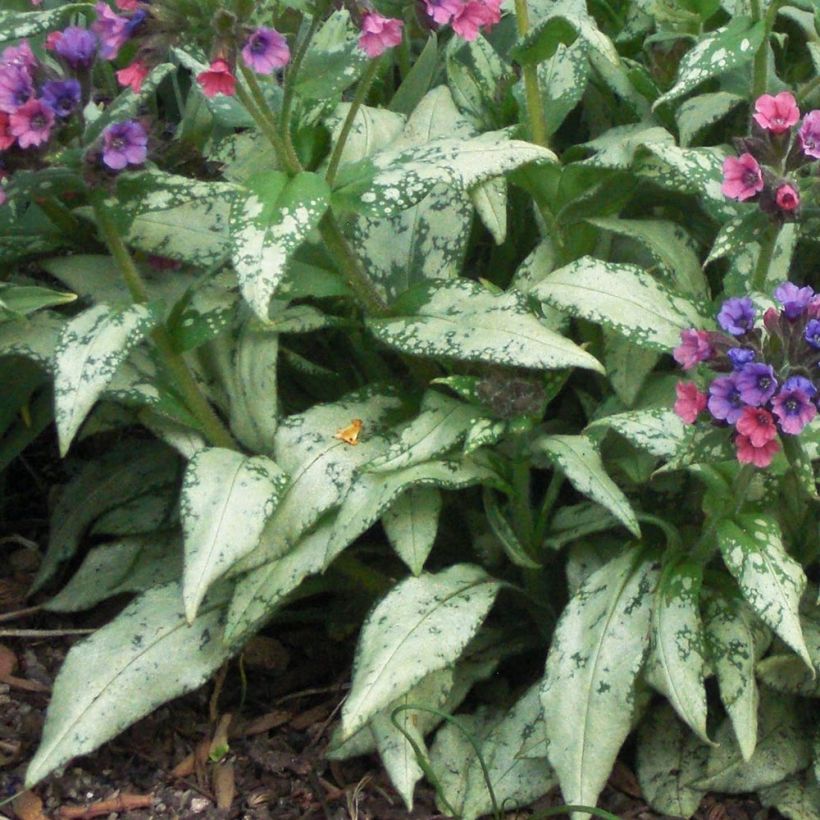Lungenkraut Silverado - Pulmonaria (Foliage)