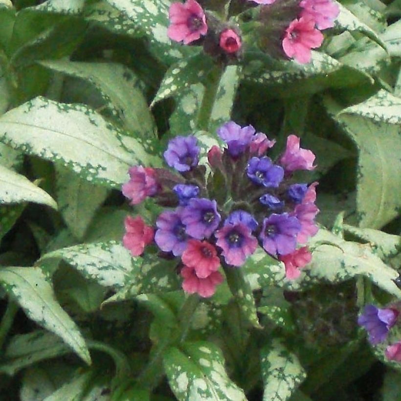 Lungenkraut Silverado - Pulmonaria (Flowering)