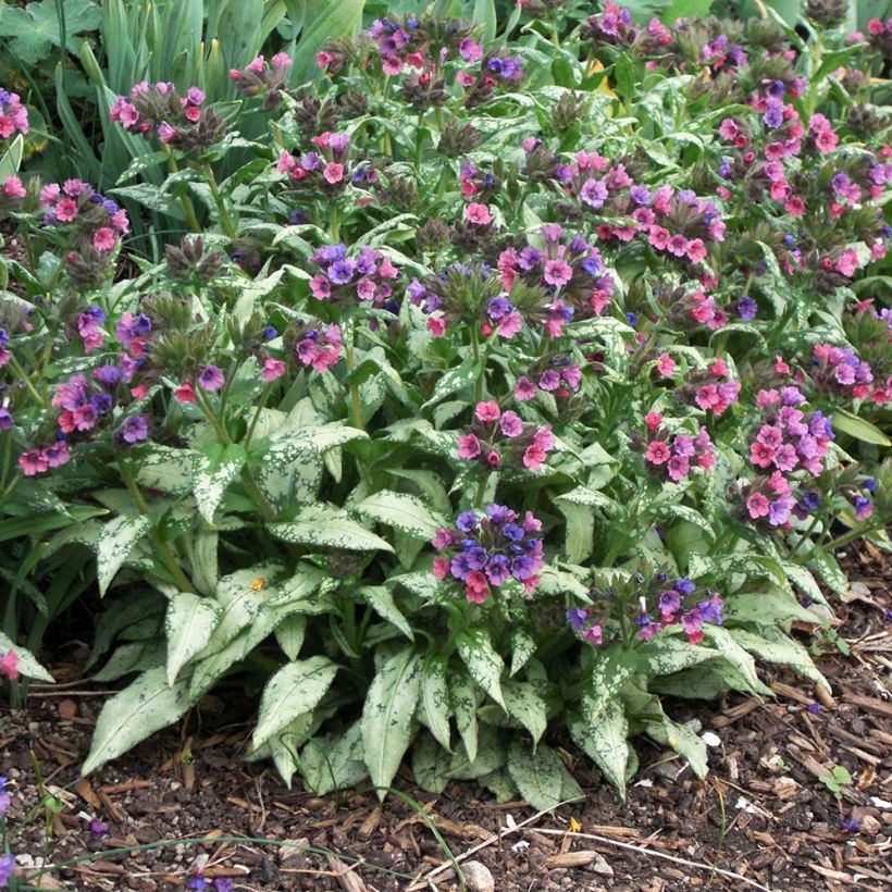 Lungenkraut Silverado - Pulmonaria (Plant habit)