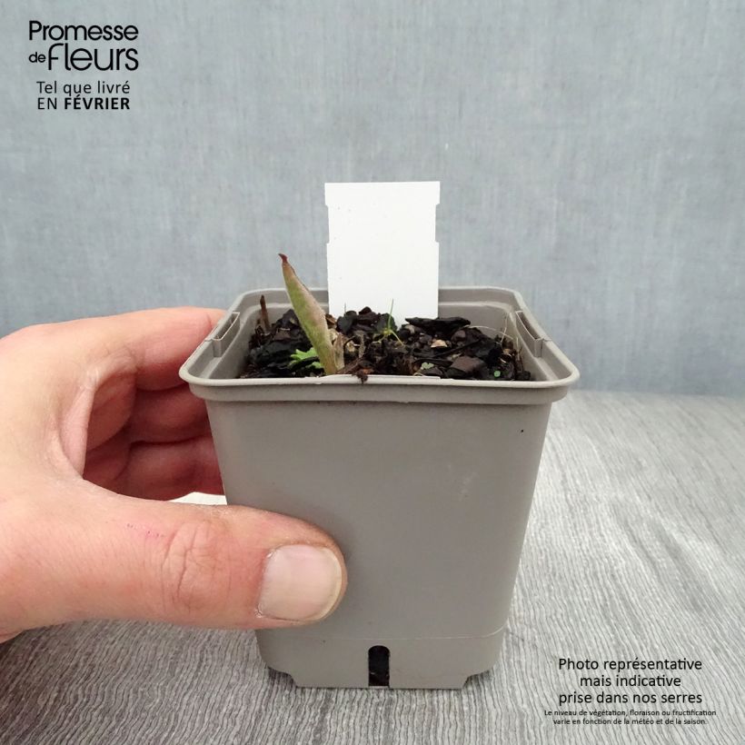 Exemplar von Lungenkraut Silverado - Pulmonaria Kleine Töpfe von 8/9 cm wie im Winter geliefert