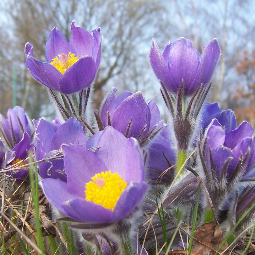 Küchenschelle - Pulsatilla patens (Flowering)