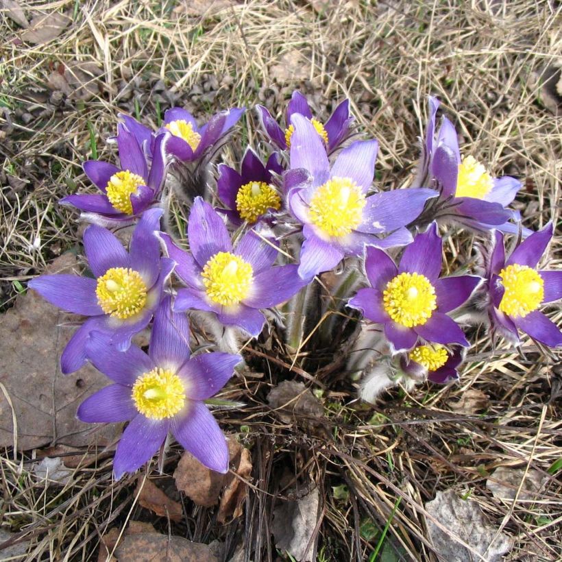 Küchenschelle - Pulsatilla patens (Plant habit)