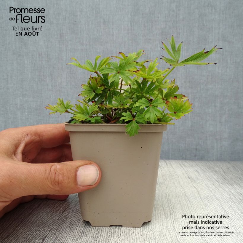 Exemplar von Küchenschelle - Pulsatilla patens Kleine Töpfe von 8/9 cm wie im Sommer geliefert