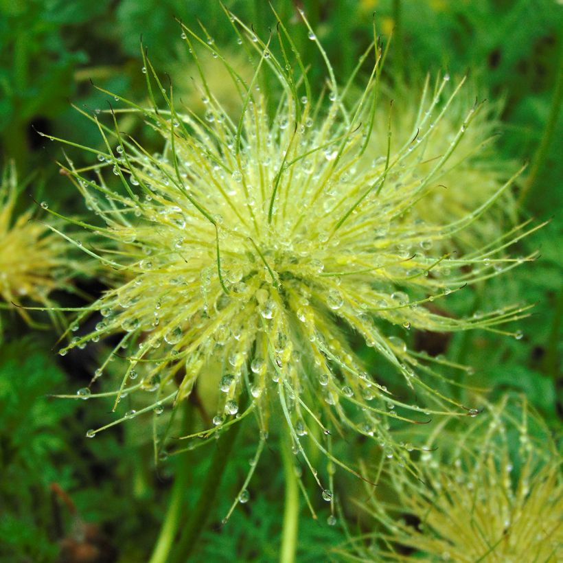 Küchenschelle Alba - Pulsatilla vulgaris (Harvest)