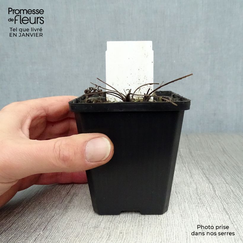 Exemplar von Küchenschelle Alba - Pulsatilla vulgaris Kleine Töpfe von 7/8 cm wie im Winter geliefert