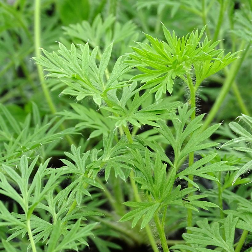 Küchenschelle Alba - Pulsatilla vulgaris (Foliage)
