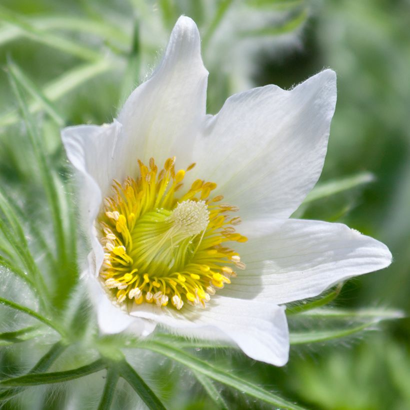 Küchenschelle Alba - Pulsatilla vulgaris (Flowering)