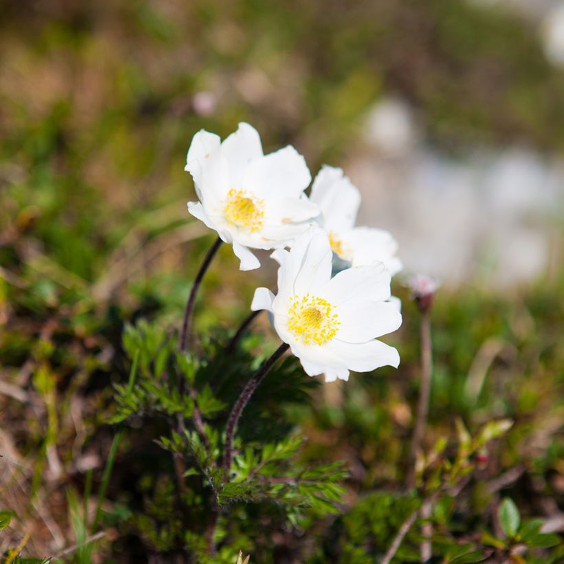 Küchenschelle Alba - Pulsatilla vulgaris (Plant habit)
